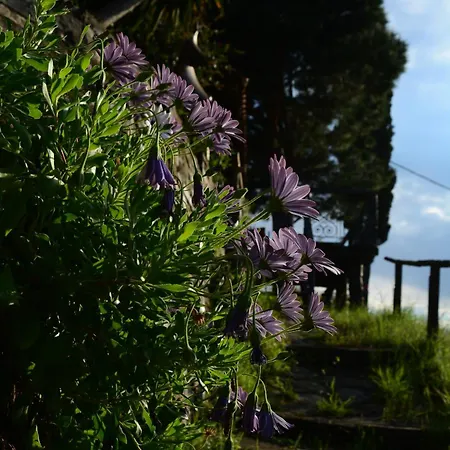 Apanemia Apartament Afissos