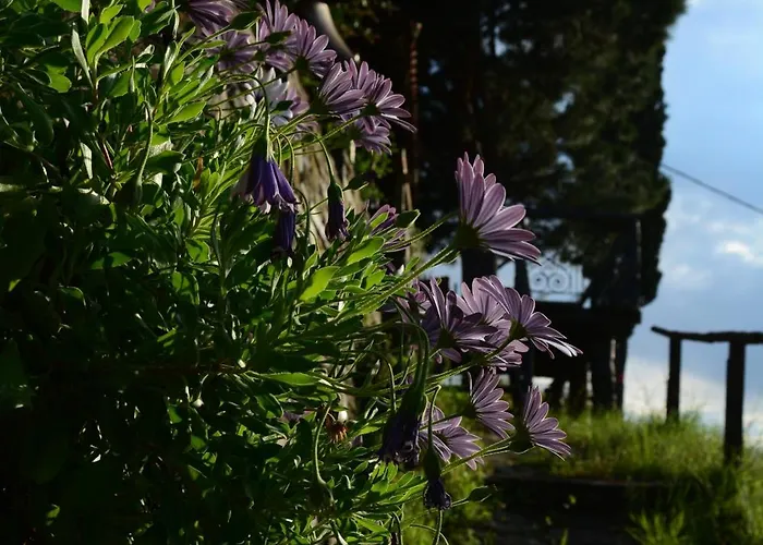 Apanemia 아파트 아피소스